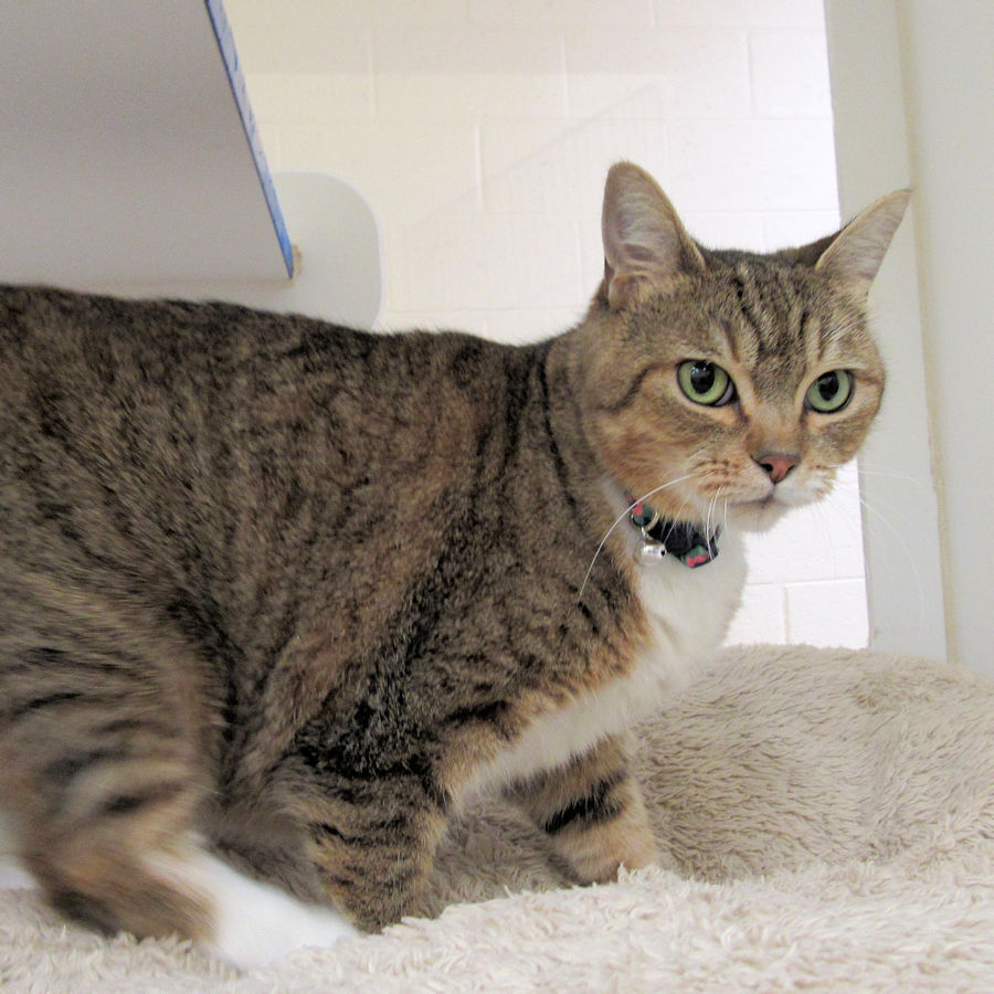 Indian River County Pet of the Week - Week of Oct. 22, 2021